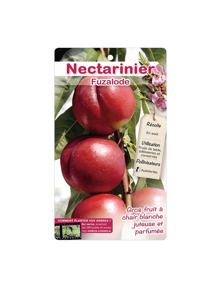 Nectarinier ‘Fuzalode’