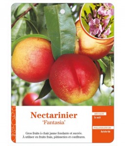 Nectarinier ‘Fantasia’