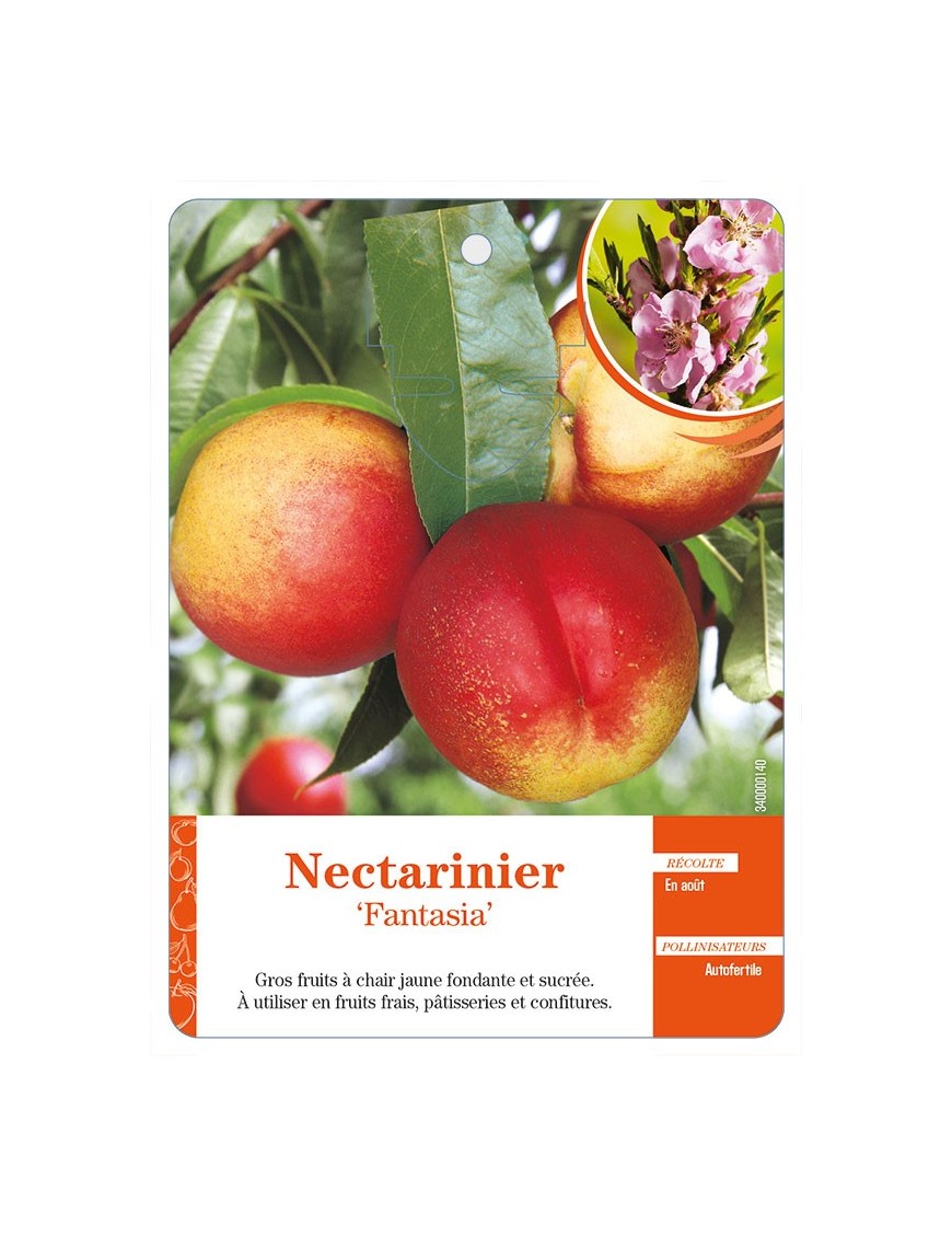 Nectarinier ‘Fantasia’
