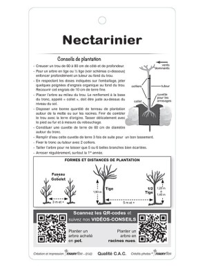 Nectarinier ‘Indépendance’