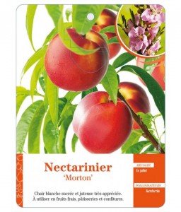Nectarinier ‘Morton’