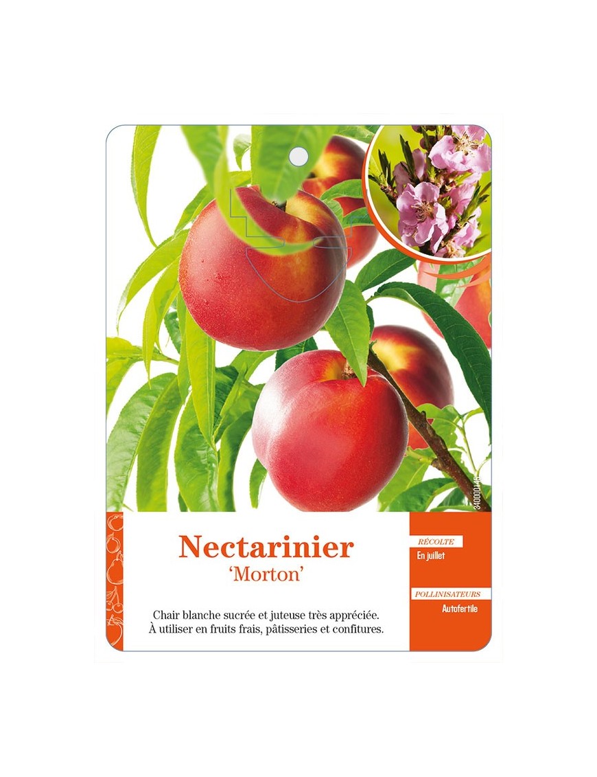 Nectarinier ‘Morton’