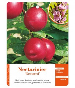 Nectarinier ‘Nectared’