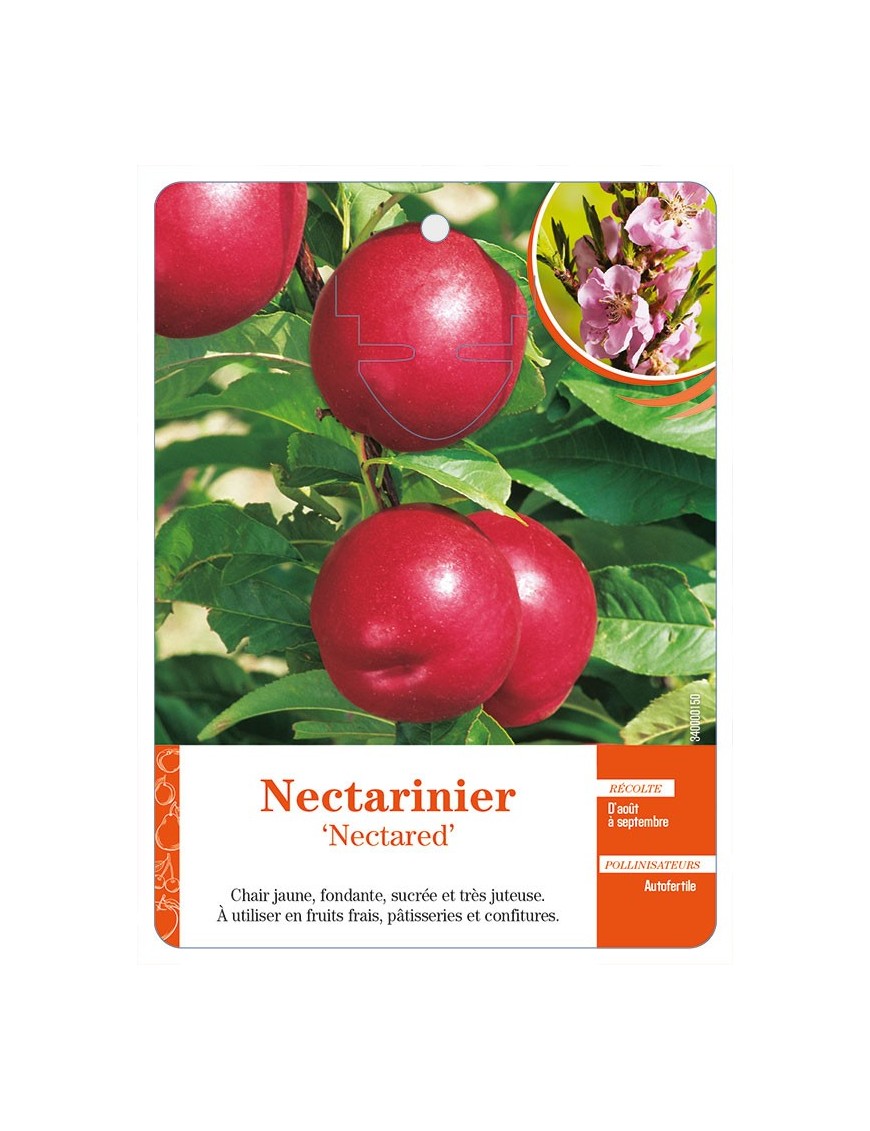 Nectarinier ‘Nectared’