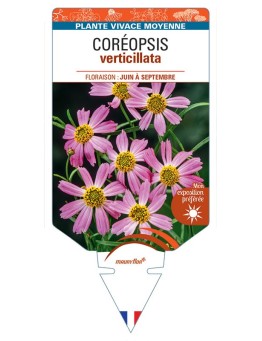 COREOPSIS VERTICILLATA (rose)