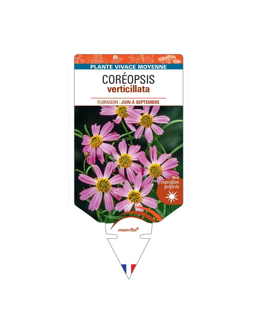 COREOPSIS VERTICILLATA (rose)