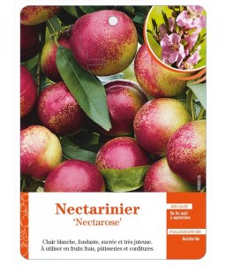Nectarinier ‘Nectarose’