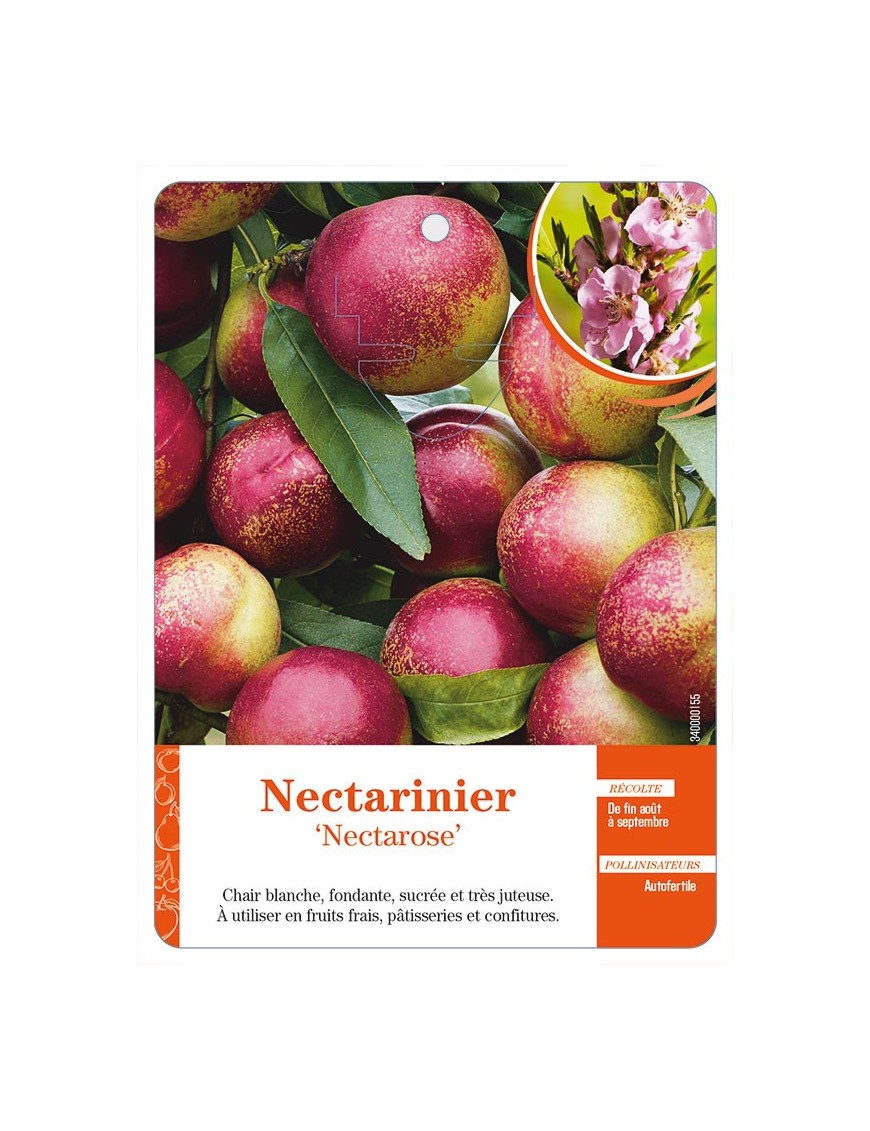 Nectarinier ‘Nectarose’