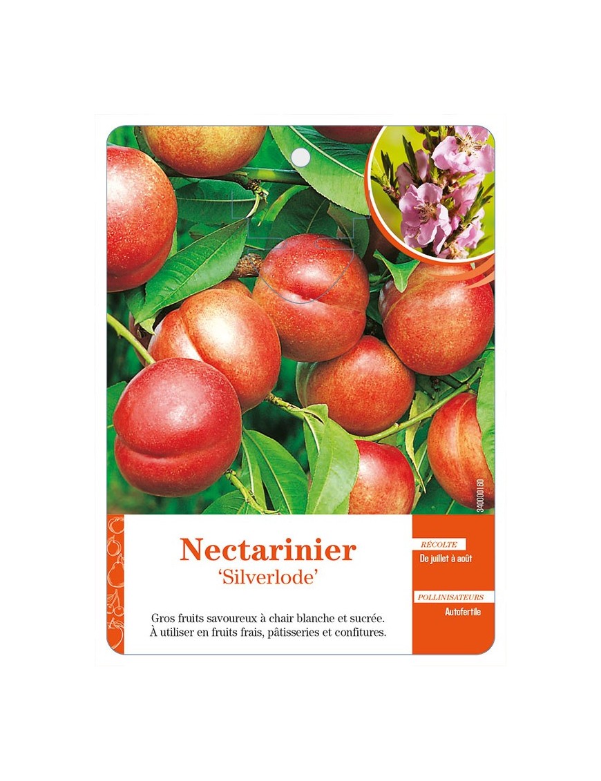Nectarinier ‘Silverlode’