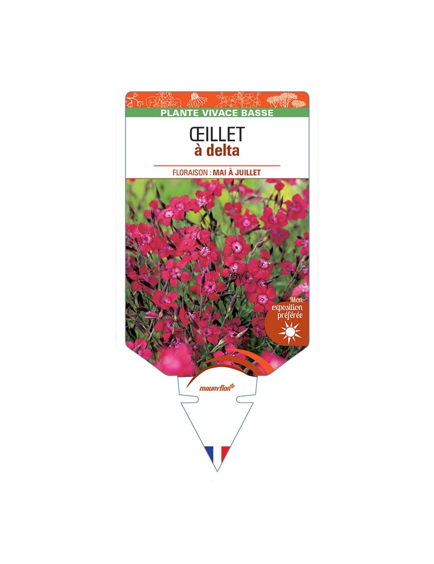 DIANTHUS deltoides voir ŒILLET A DELTA (rouge) *