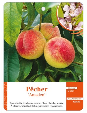 Pêcher ‘Amsden’