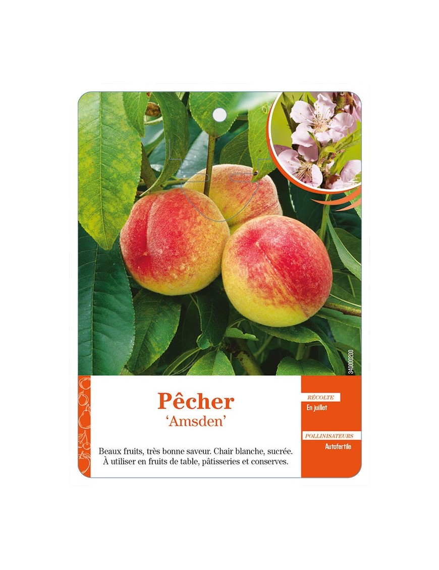 Pêcher ‘Amsden’