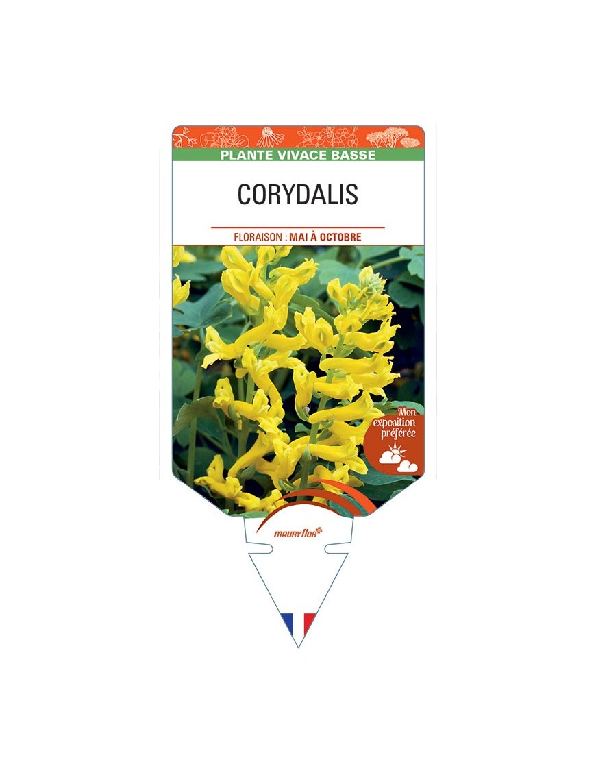 CORYDALIS (jaune)