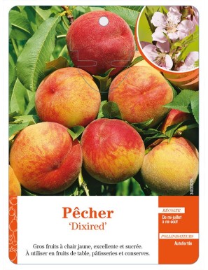 Pêcher ‘Dixired’