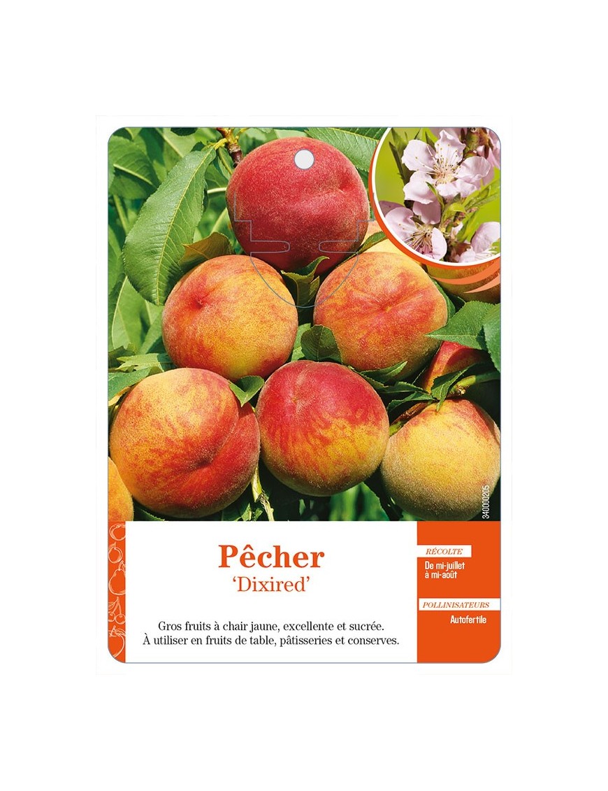 Pêcher ‘Dixired’