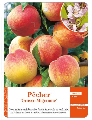 Pêcher ‘Grosse Mignonne’