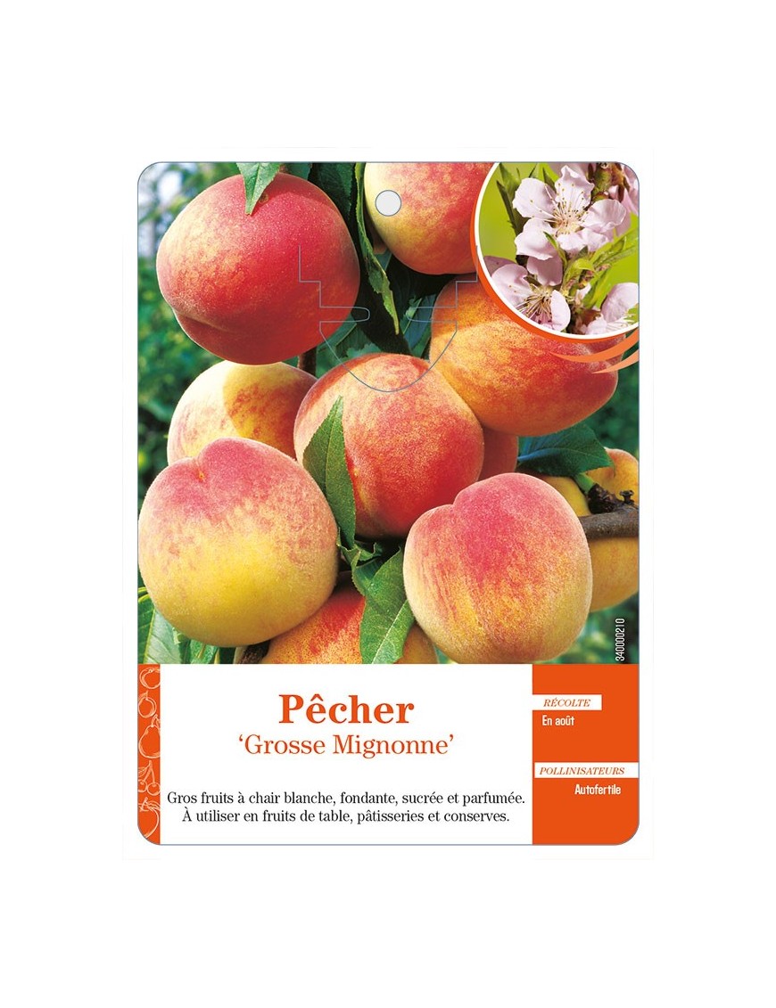 Pêcher ‘Grosse Mignonne’