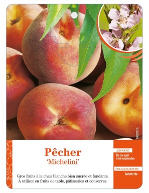 Pêcher ‘Michelini’