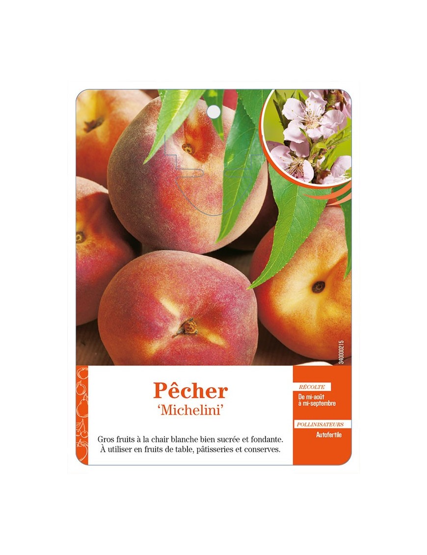 Pêcher ‘Michelini’