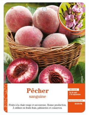 Pêcher sanguine