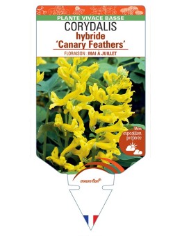 CORYDALIS hybride Canary Feathers