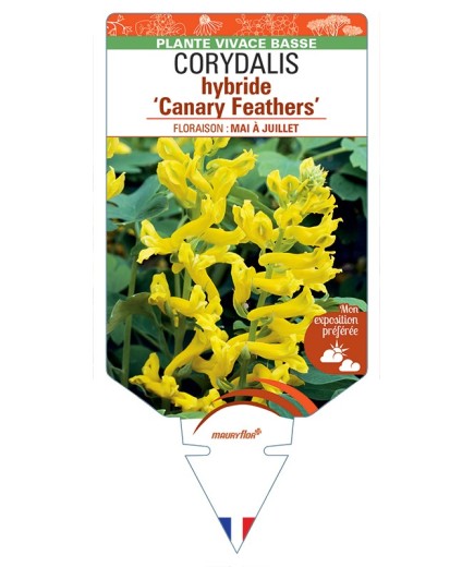 CORYDALIS hybride Canary Feathers