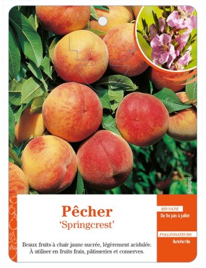 Pêcher ‘Springcrest’