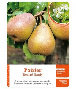 Poirier ‘Beurré Hardy’