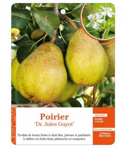 Poirier ‘Dr. Jules Guyot’