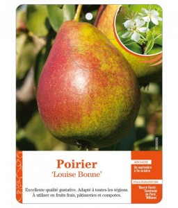 Poirier ‘Louise Bonne’