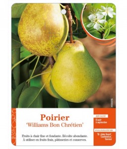 Poirier ‘Williams Bon Chrétien’