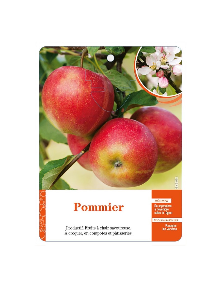 Pommier (sans nom)