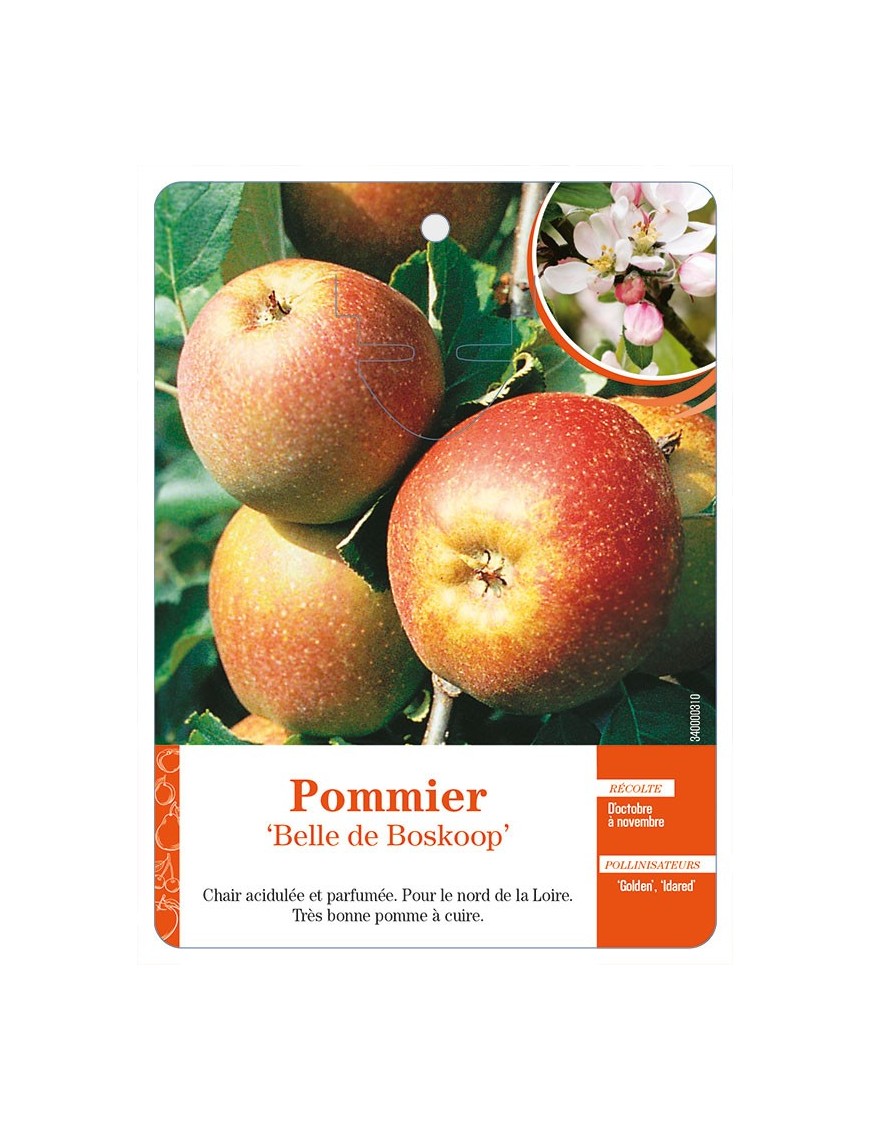 Pommier ‘Belle de Boskoop’