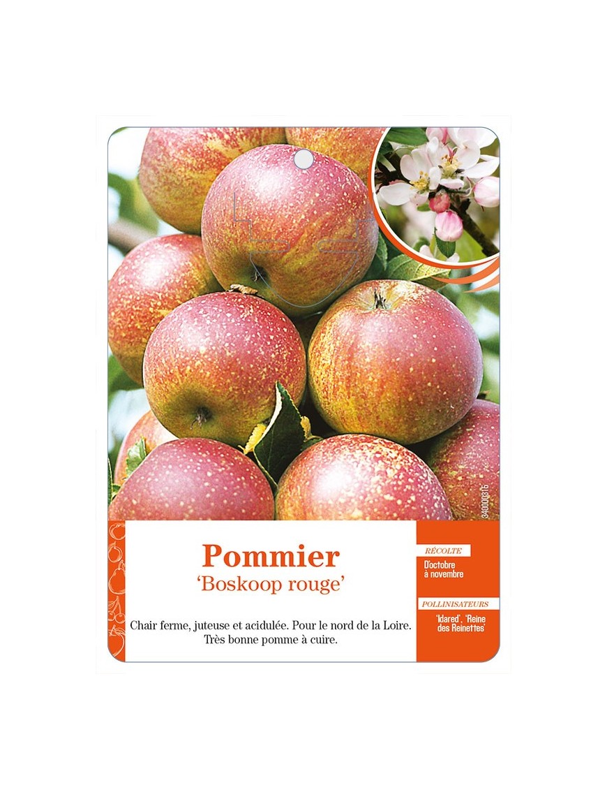 Pommier ‘Boskoop rouge’