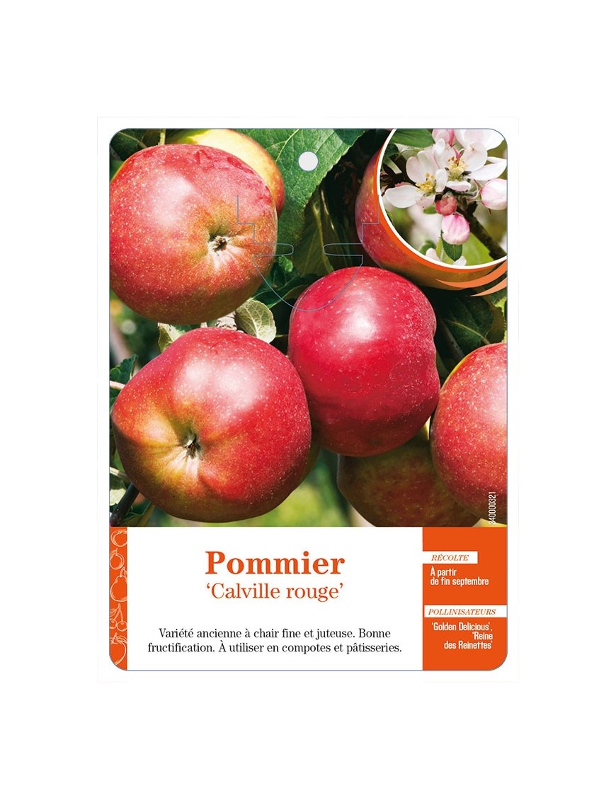 Pommier ‘Calville rouge’