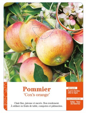 Pommier ‘Cox’s orange’