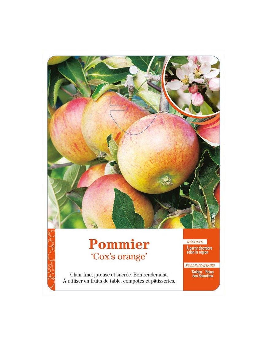 Pommier ‘Cox’s orange’