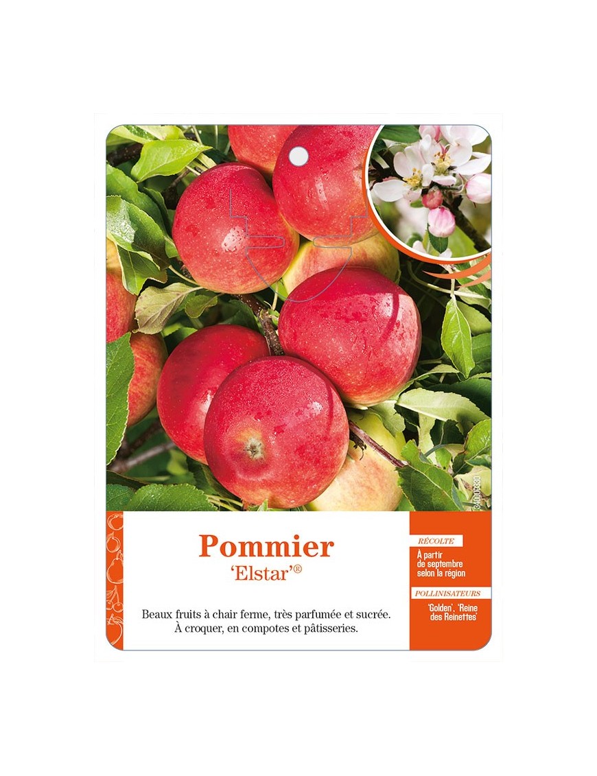 Pommier ‘Elstar’®