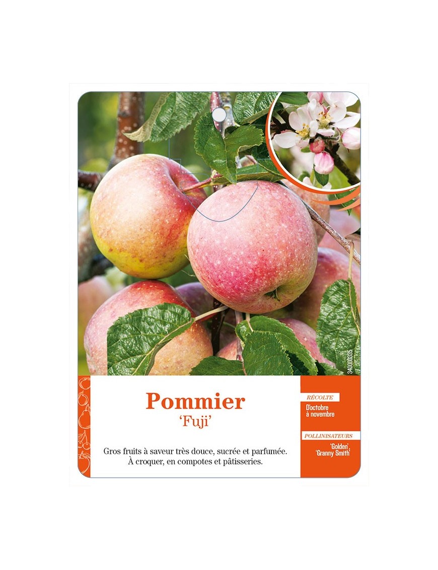 Pommier ‘Fuji’