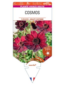 COSMOS ATROSANGUINEA