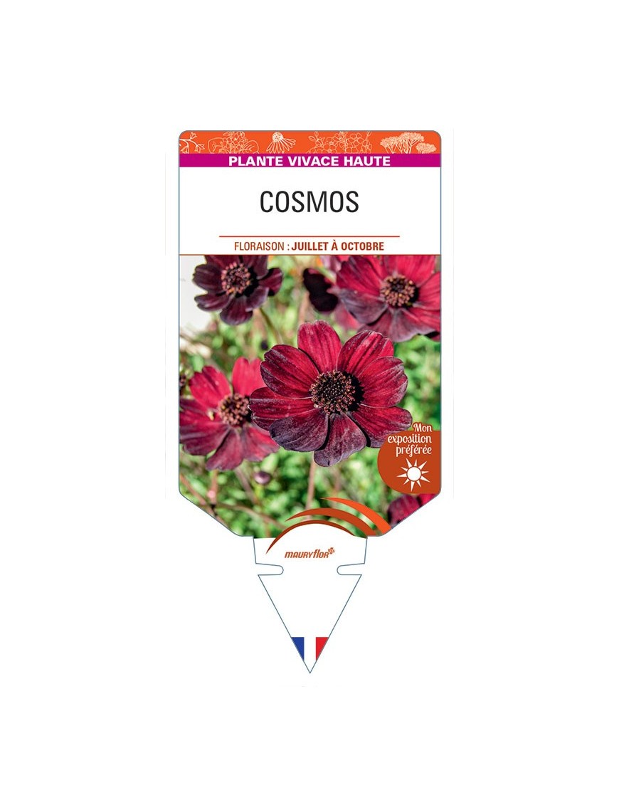 COSMOS ATROSANGUINEA