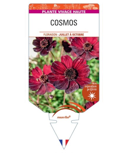 COSMOS ATROSANGUINEA