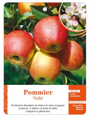 Pommier ‘Gala’