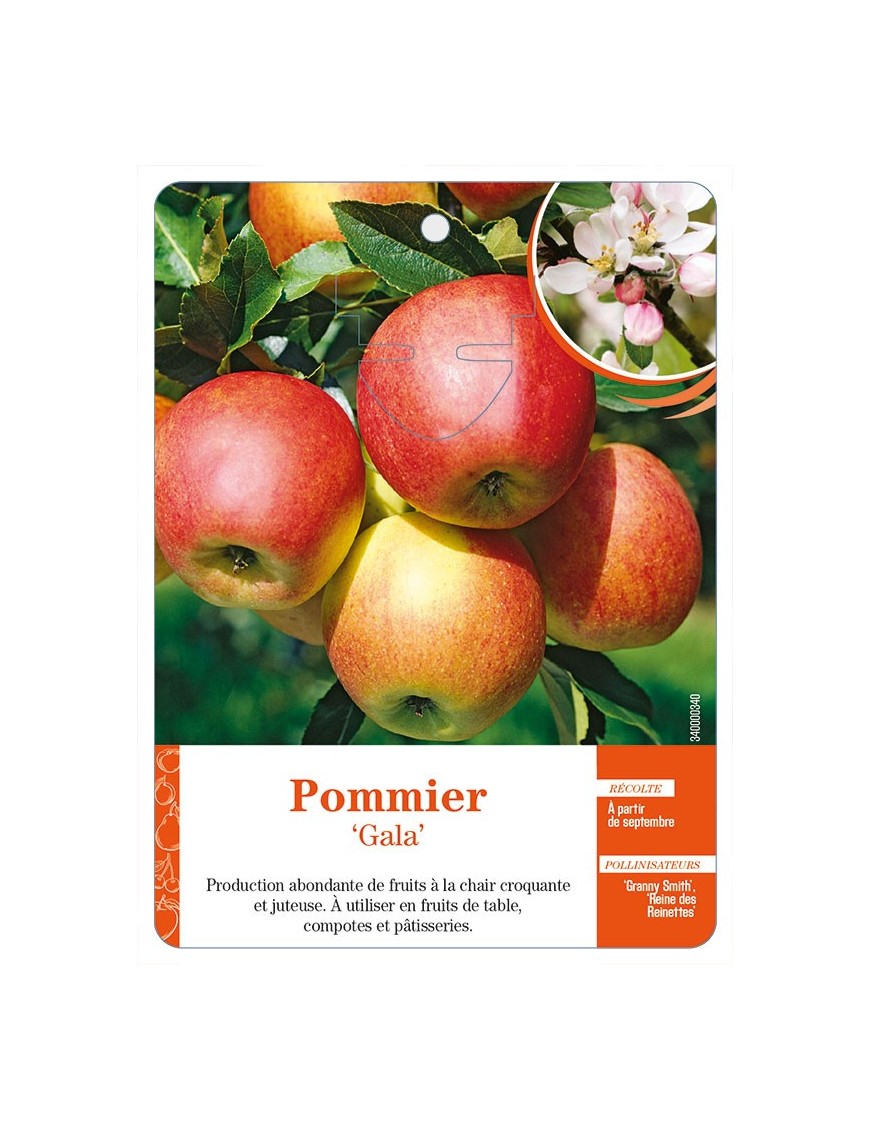 Pommier ‘Gala’