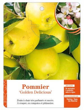 Pommier ‘Golden Delicious’