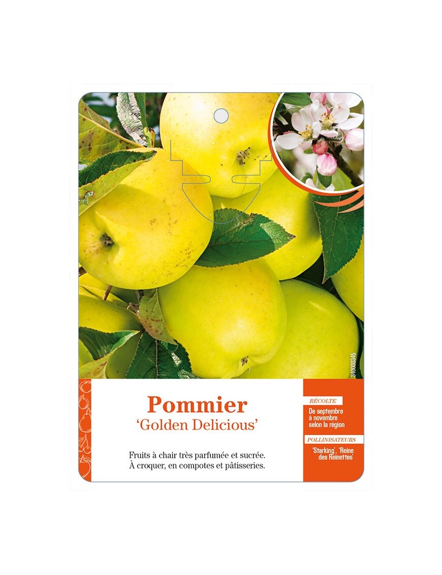 Pommier ‘Golden Delicious’