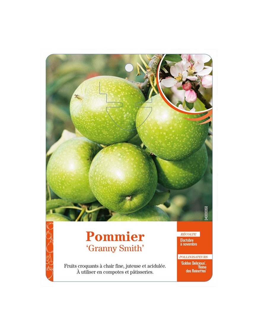 Pommier ‘Granny Smith’