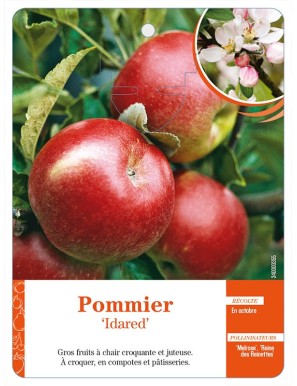 Pommier ‘Idared’