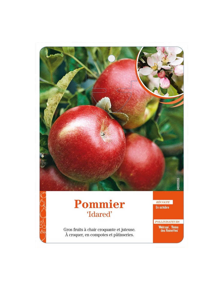 Pommier ‘Idared’