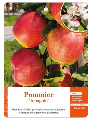 Pommier‘Jonagold’